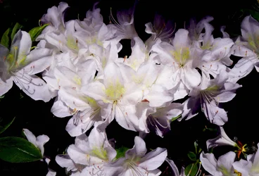 Azaleas blancas, 2018